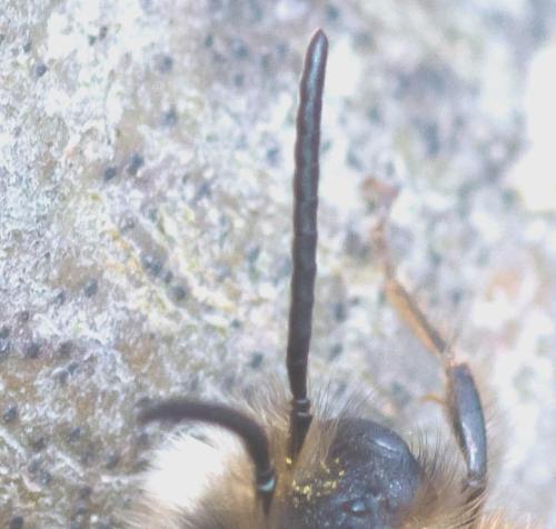 Réf. 299 288 : Andrena fulva